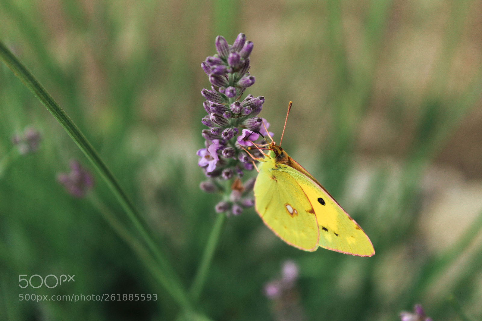 Canon EOS 1300D (EOS Rebel T6 / EOS Kiss X80) sample photo. Drinking lavender juice photography