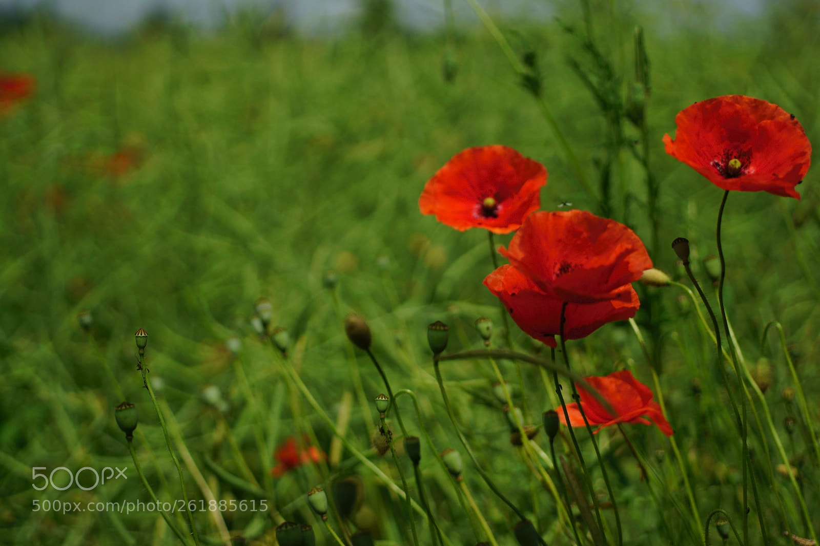Sony a6000 sample photo. Eine ziert sich noch photography