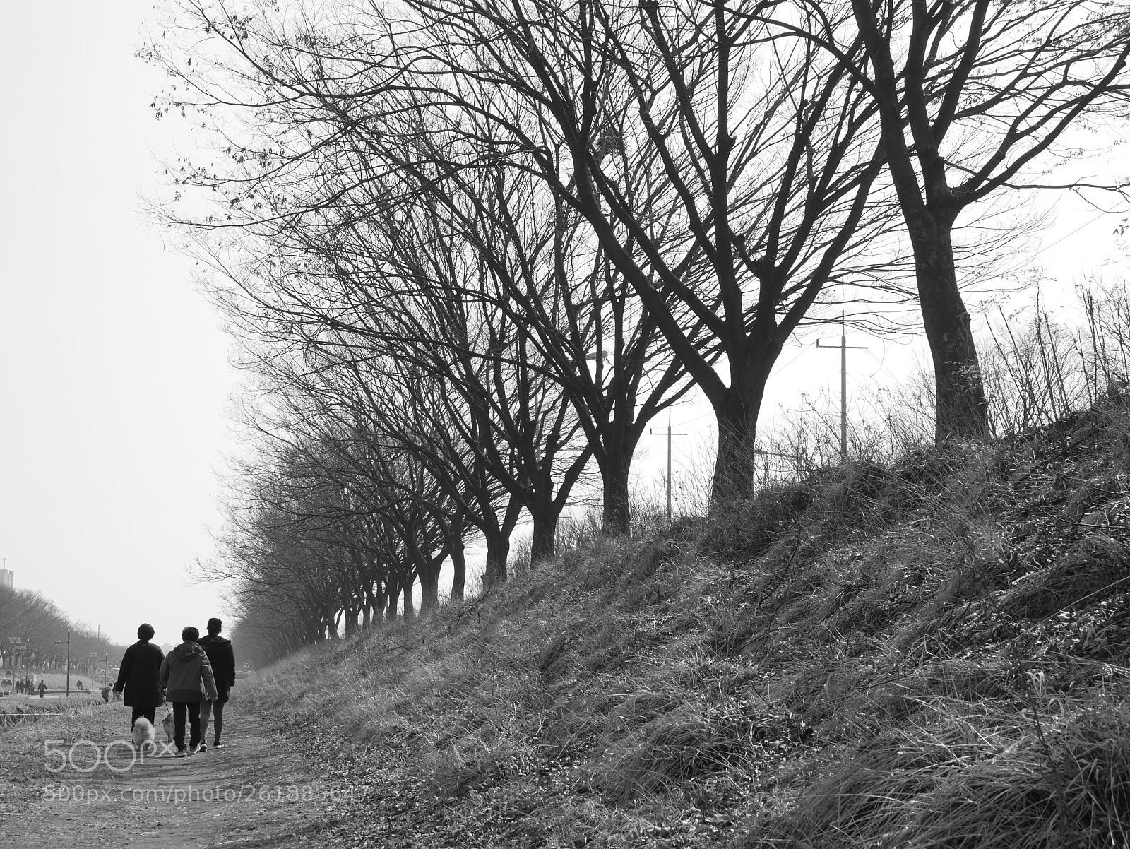 Panasonic Lumix DMC-G7 sample photo. Early spring_korea photography