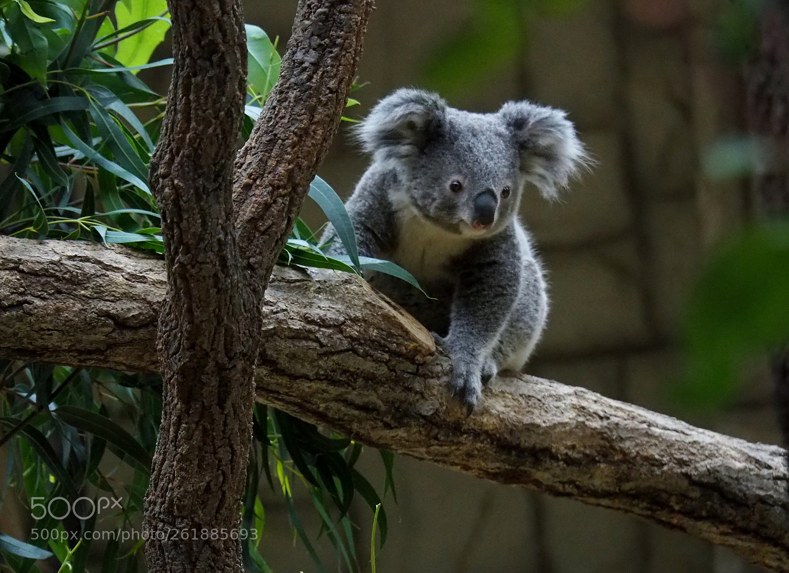 Olympus OM-D E-M5 II sample photo. Koala at higashiyama zoo photography