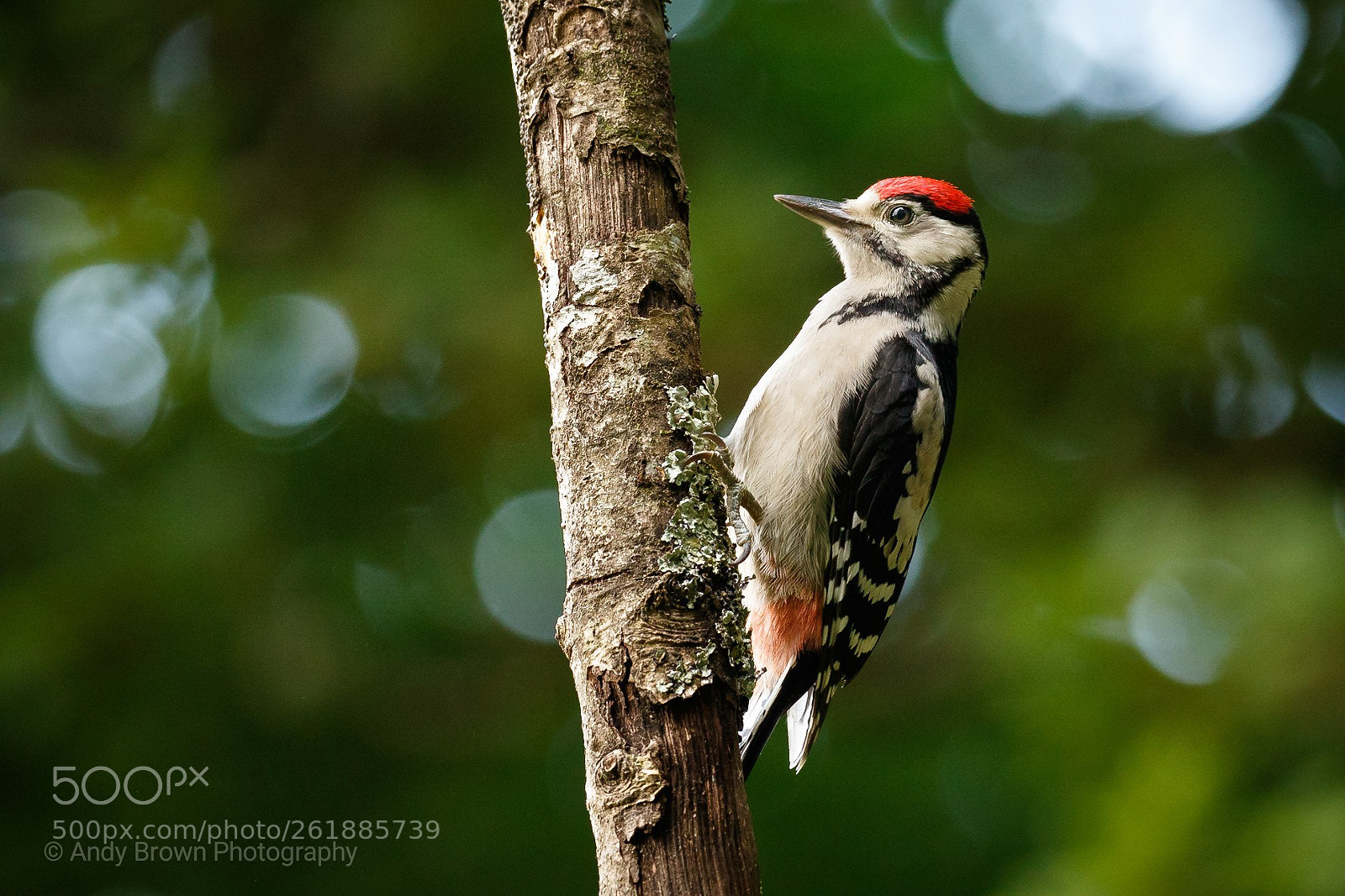 Canon EOS 7D Mark II sample photo. Great spotted woodpecker (juv) photography