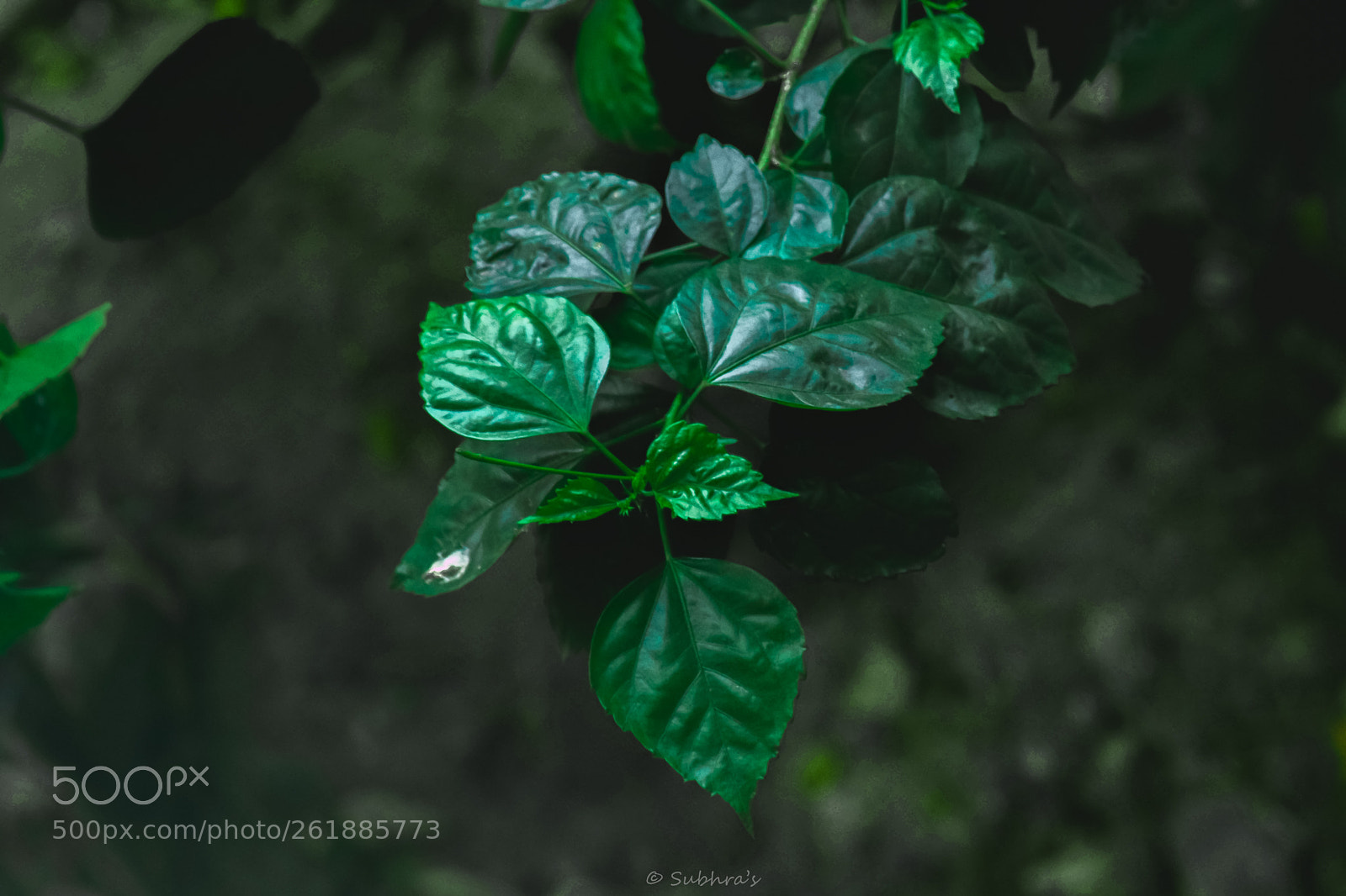 Nikon D3300 sample photo. Leaf of a china photography