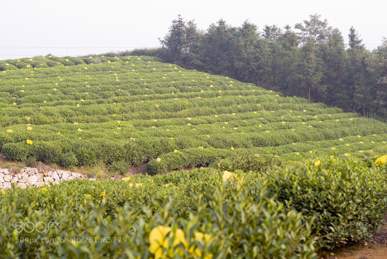Nikon D200 sample photo. Organic tea plantation photography