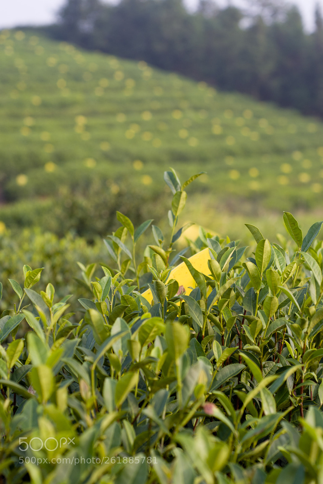 Nikon D200 sample photo. Organic tea plantation photography