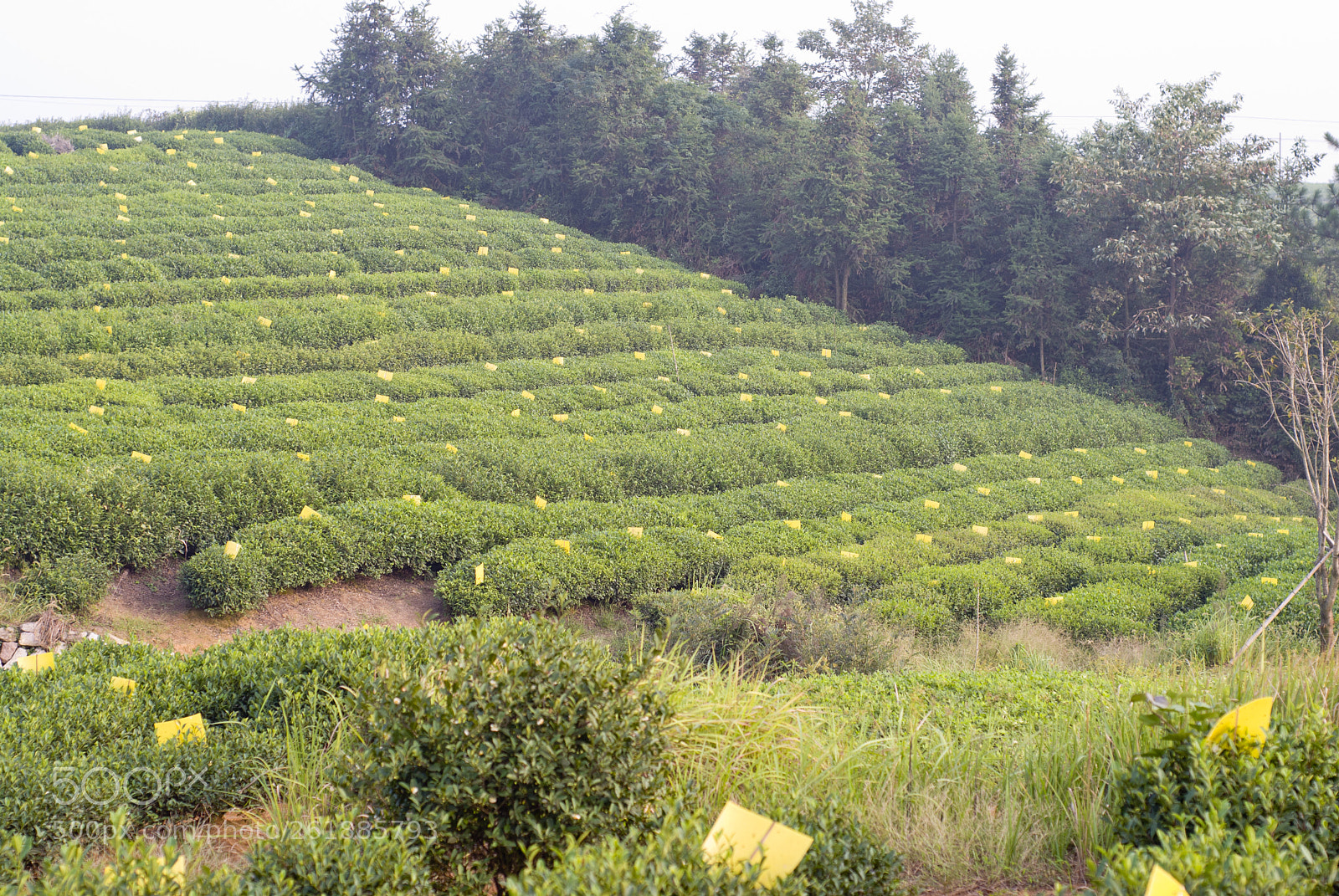 Nikon D200 sample photo. Organic tea plantation photography