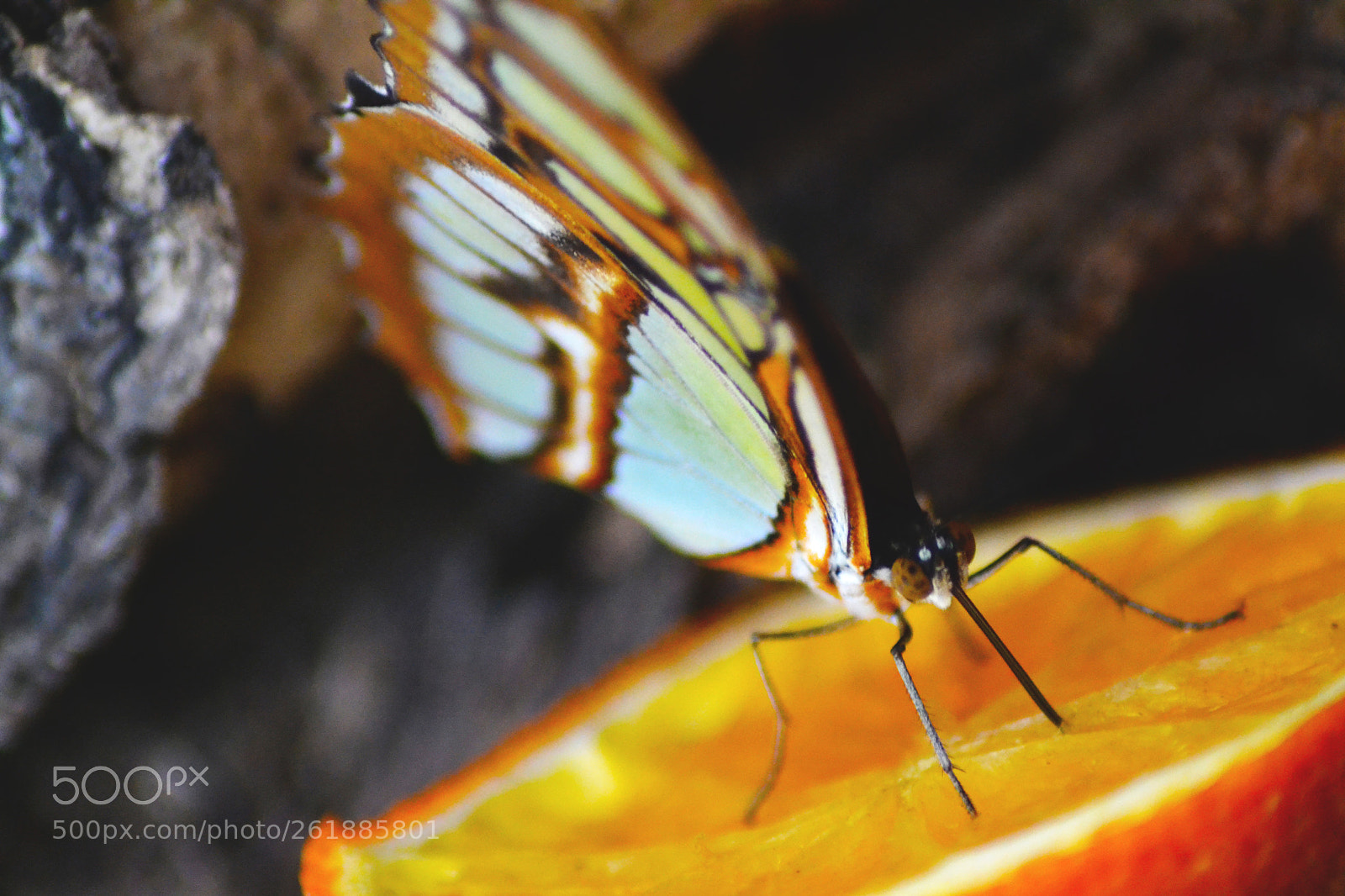 Nikon D3100 sample photo. Macro butterfly on orange photography