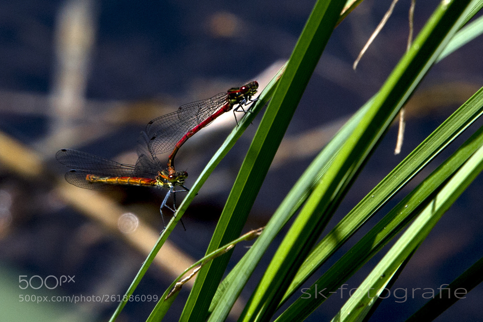 Nikon D4 sample photo. Bergsee photography