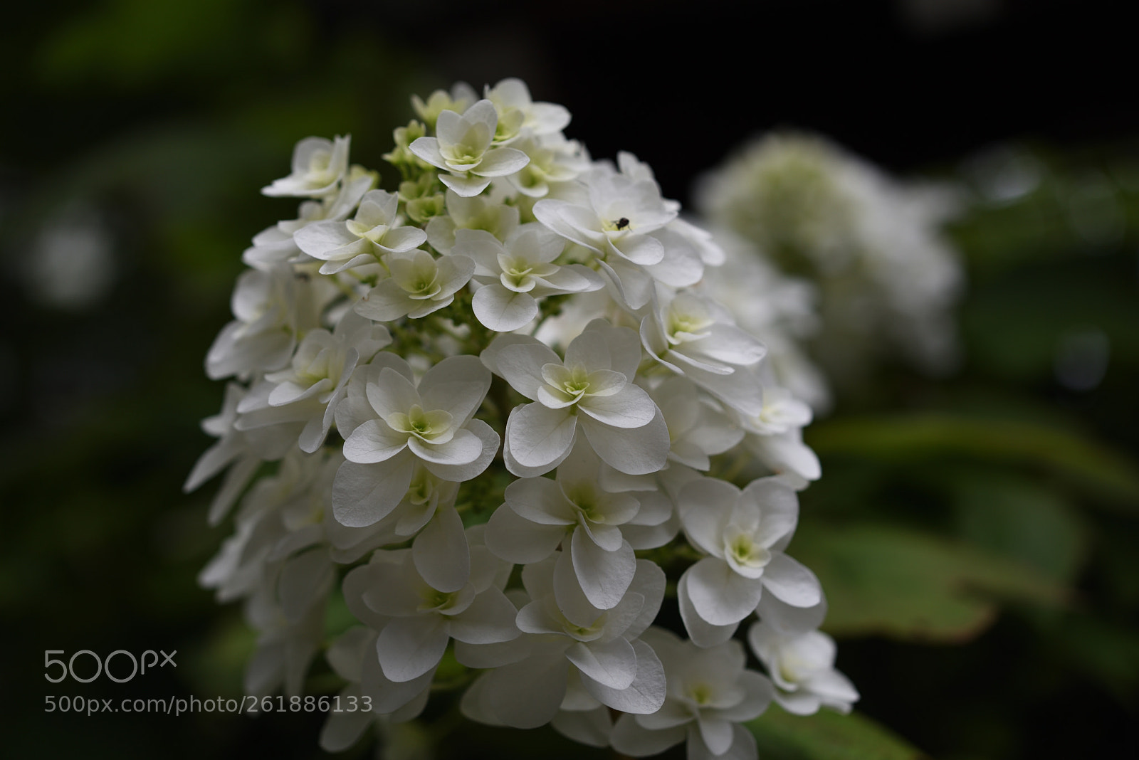 Nikon AF-S Micro-Nikkor 60mm F2.8G ED sample photo. アジサイ 和貴宮神社 宮津 photography