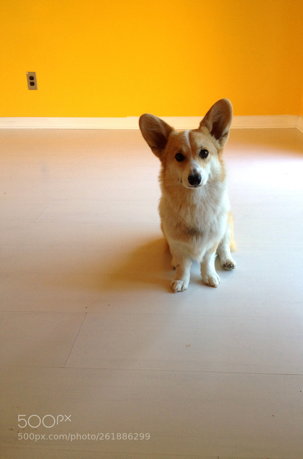 Apple iPhone 4S sample photo. Small, cute corgi photography