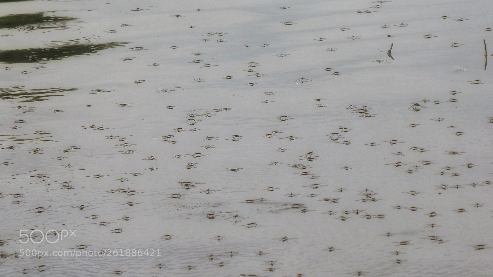Panasonic DMC-TZ71 sample photo. Insekten auf dem wasser photography
