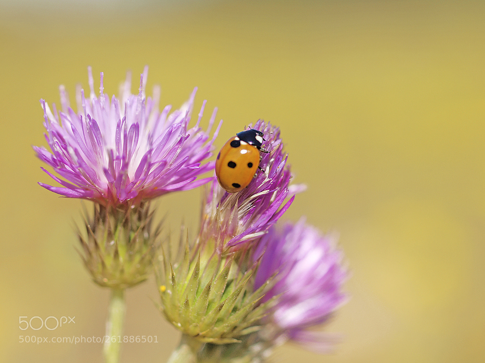 Olympus E-30 sample photo. Ladybug photography