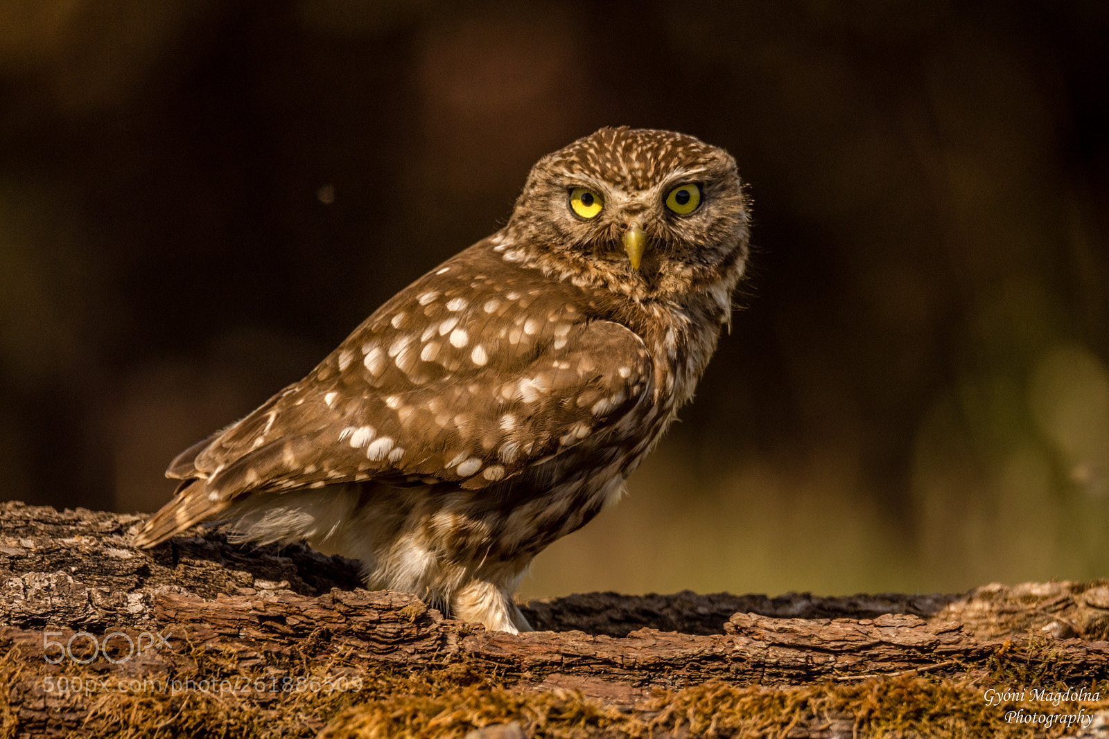 Nikon D7200 sample photo. Little owl photography