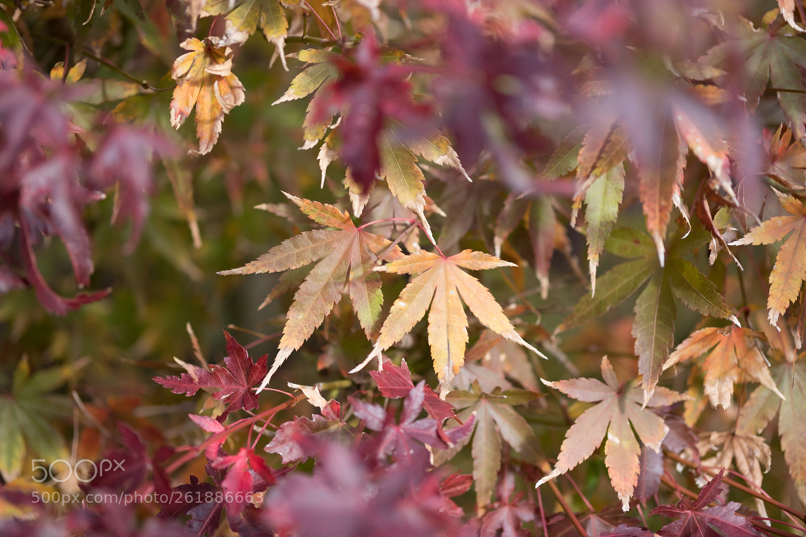 Fujifilm X-T2 sample photo. Last gasp of autumn photography
