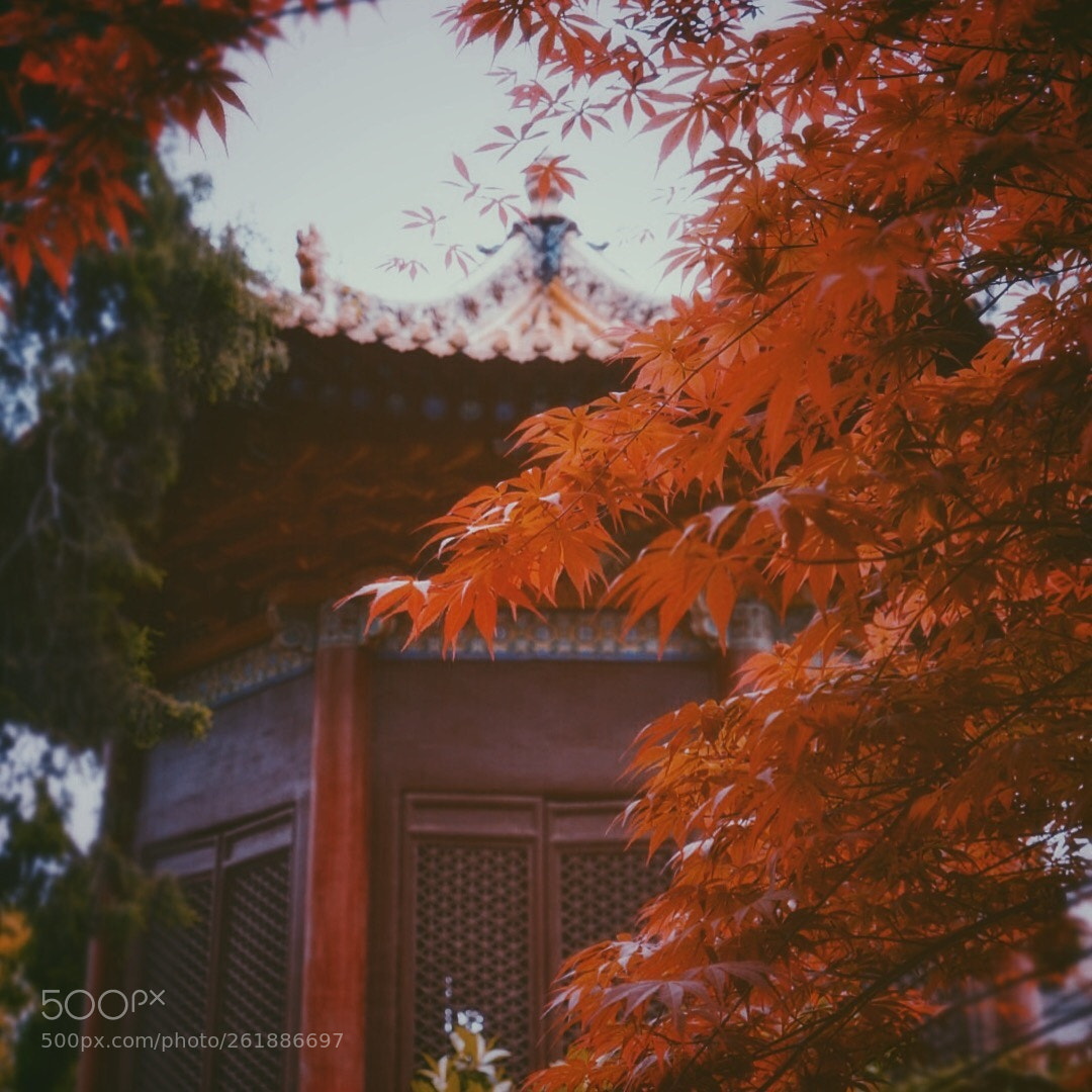 Sony a7R sample photo. Untitled photography