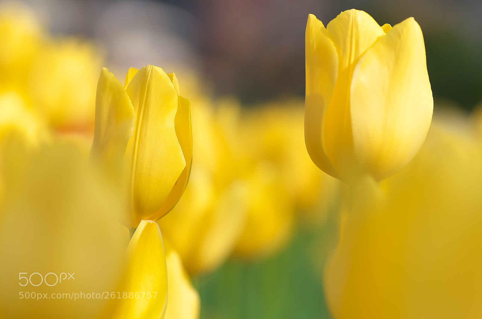 Pentax K-5 IIs sample photo. 2018 spring...tulips photography