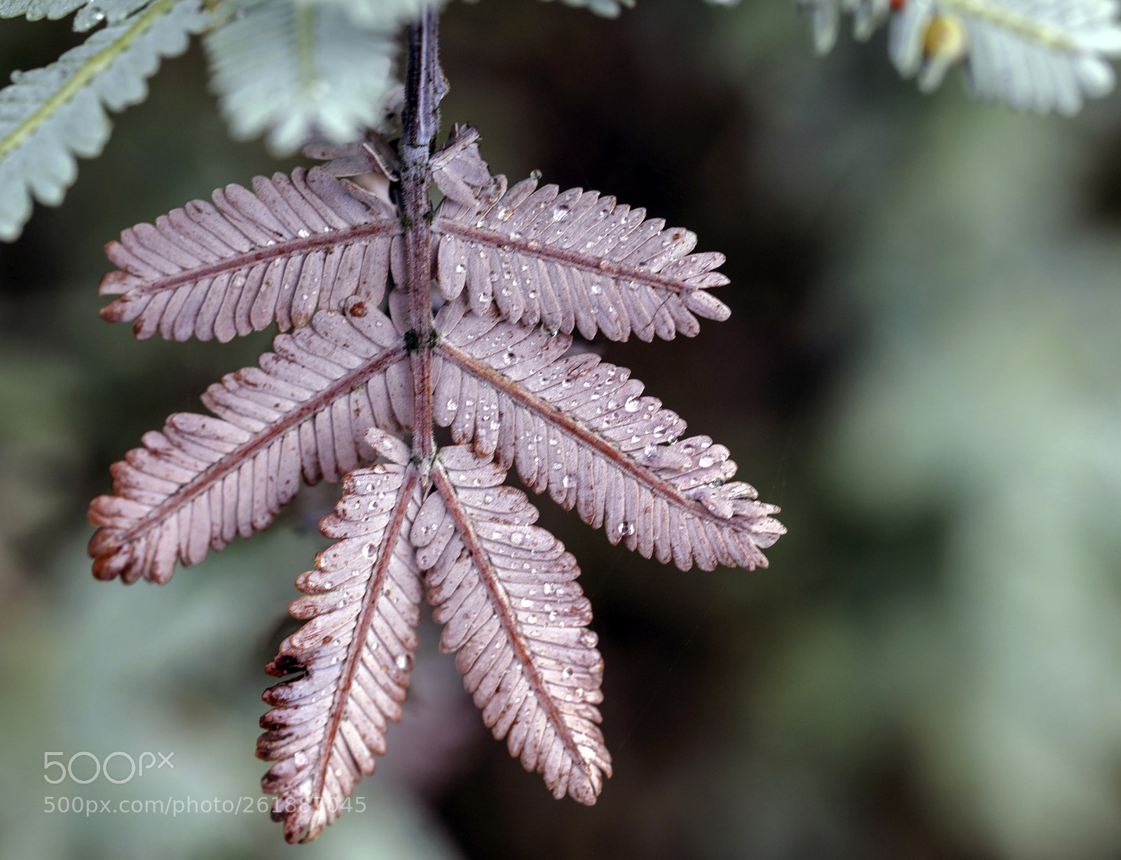 Canon EOS 5DS sample photo. Rainy day photography