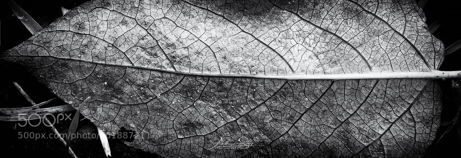 Canon EOS 70D sample photo. Leaf like a city photography