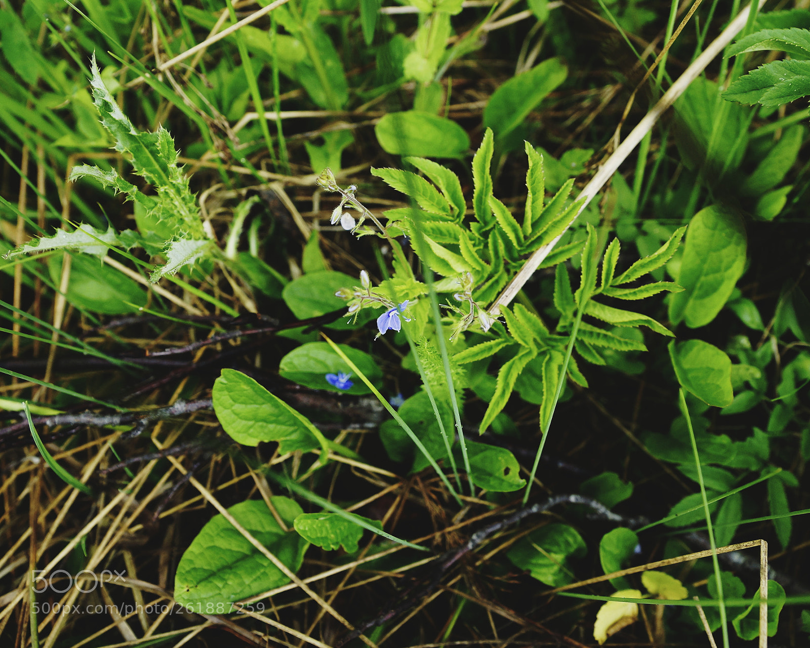 Sony SLT-A77 sample photo. Tiny jungle photography