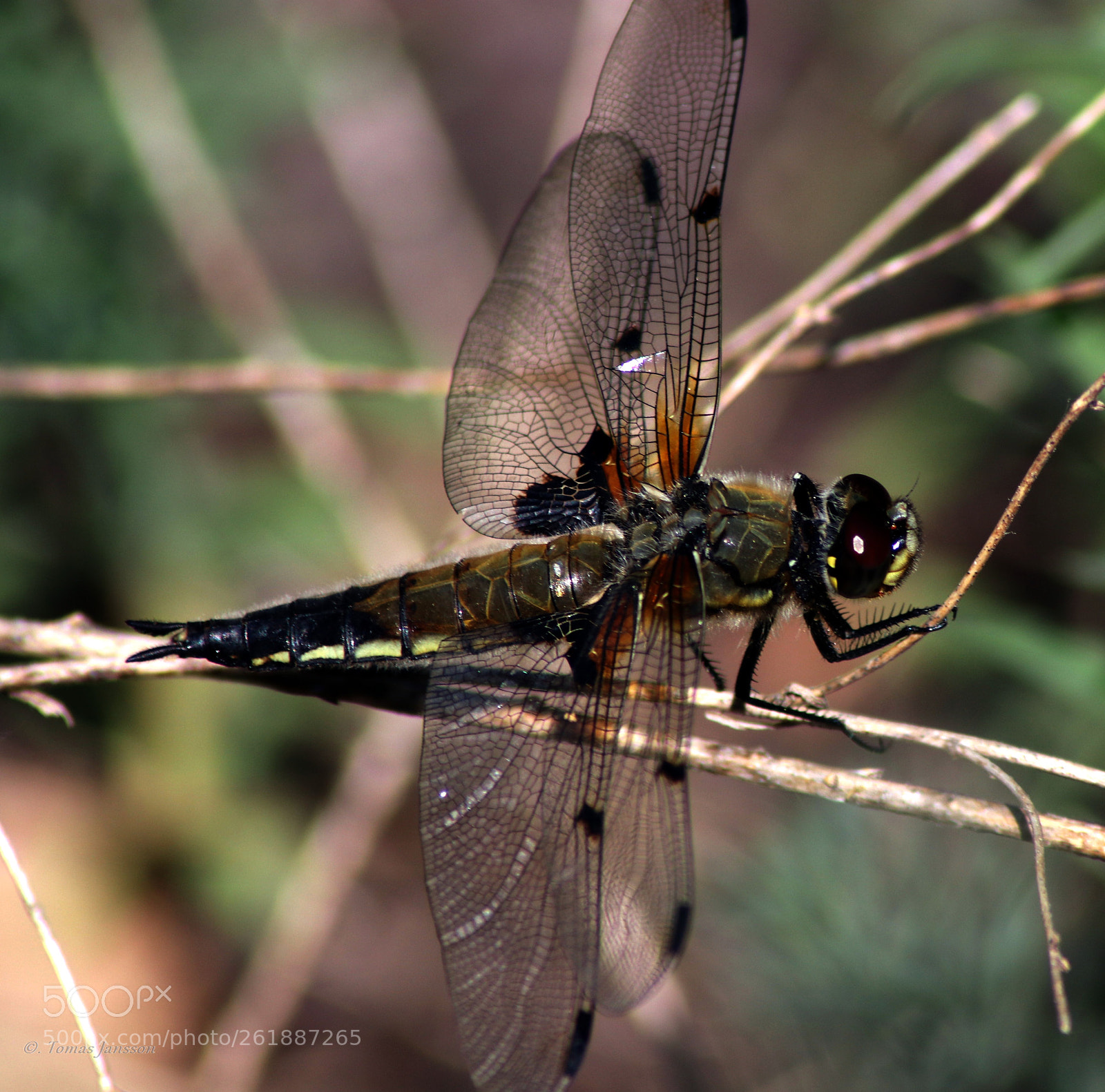 Canon EOS 80D sample photo. Dragofly photography