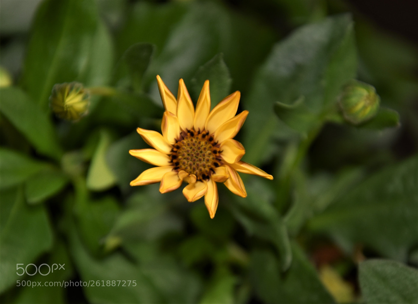 Nikon D3400 sample photo. Kwiat stokrotki photography