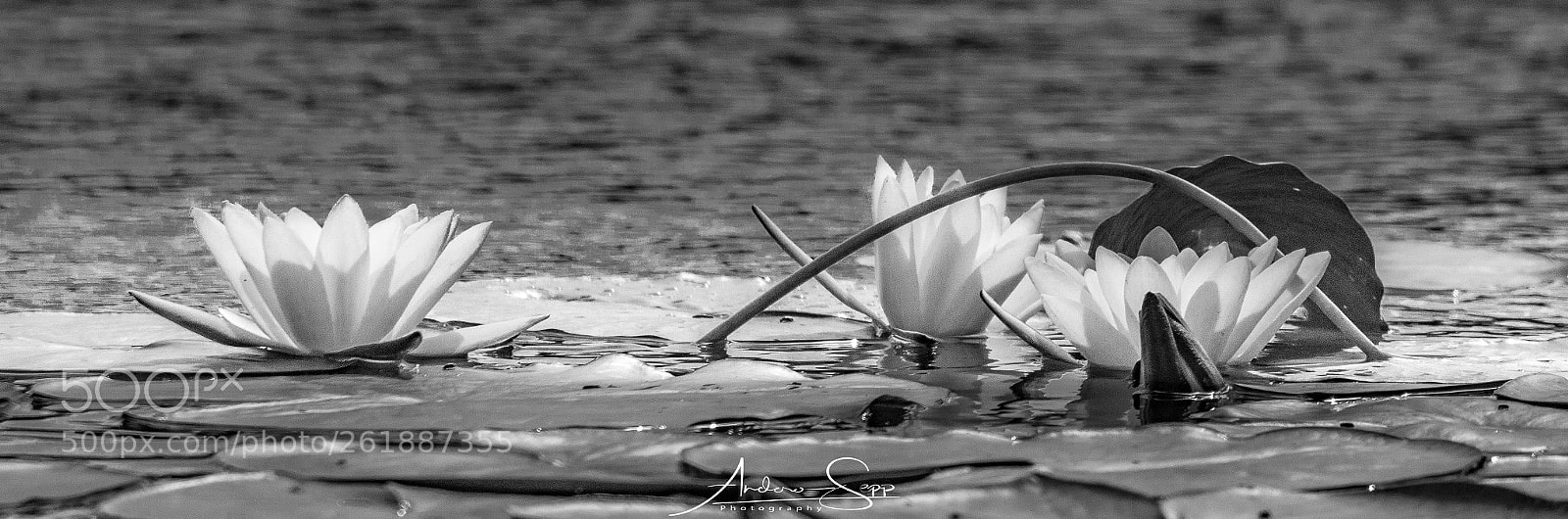 Canon EOS 70D sample photo. Waterlily photography