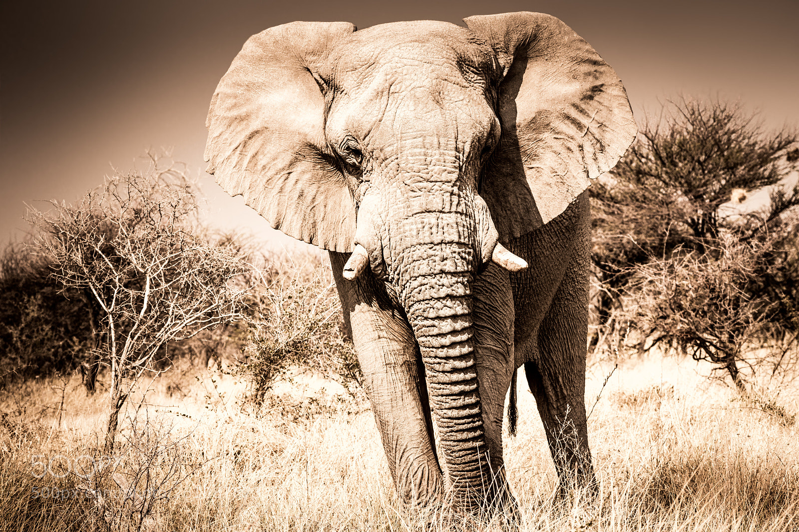 Sony a6000 sample photo. Elefantenbulle in etosha photography