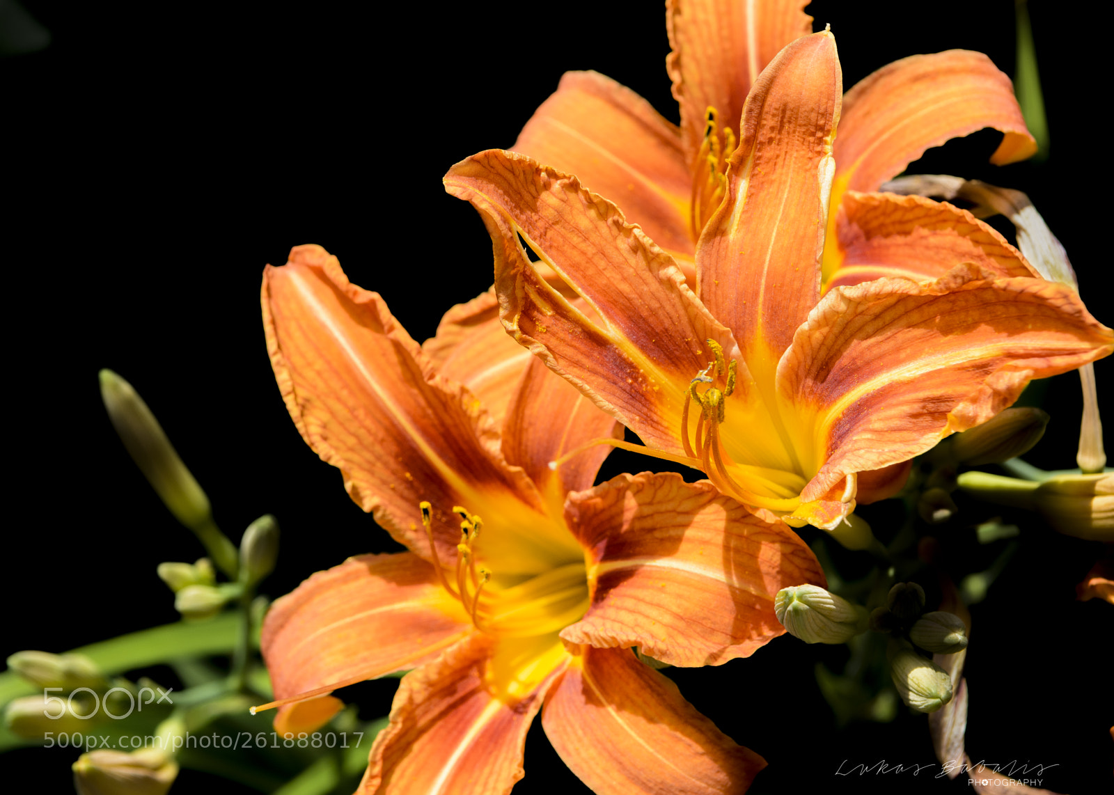 Nikon D7100 sample photo. Palmengarten photography
