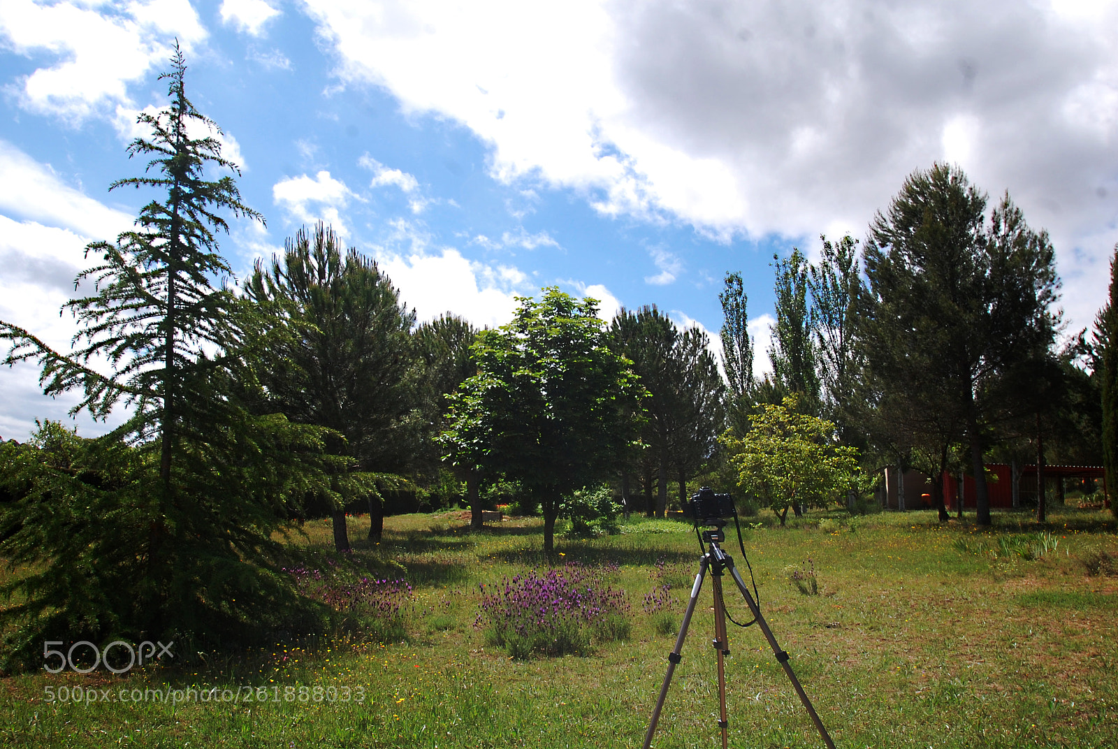 Nikon D40 sample photo. Guardando la primavera photography