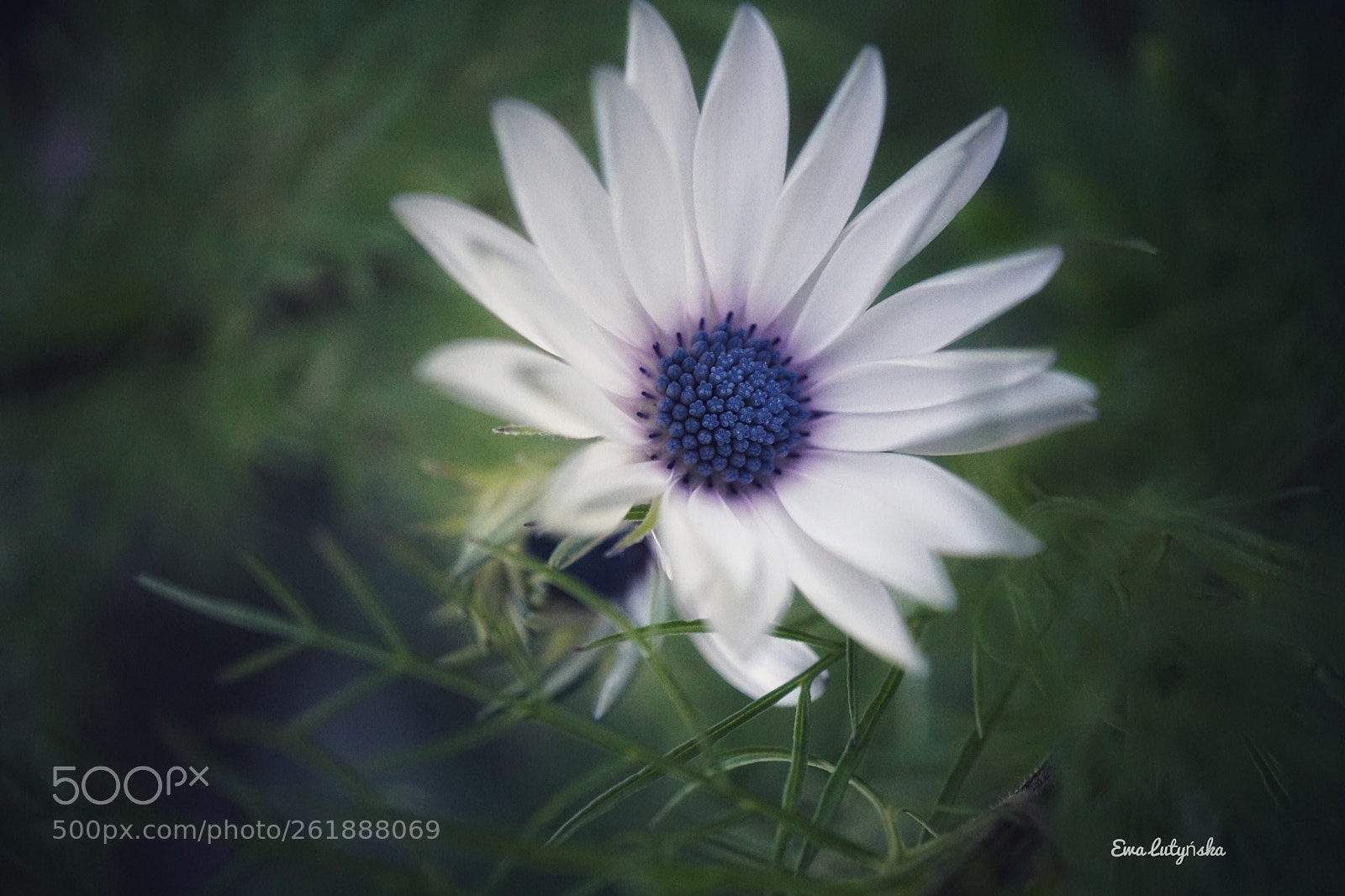 Sony a6000 sample photo. Lonely daisy  photography