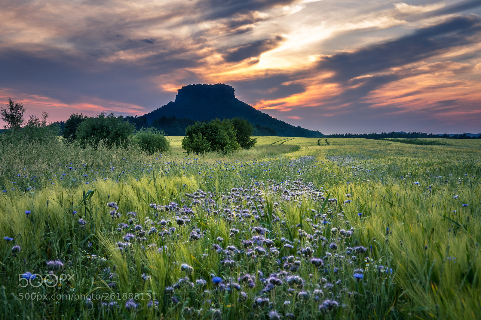 Nikon D500 sample photo. Flowery sunset photography