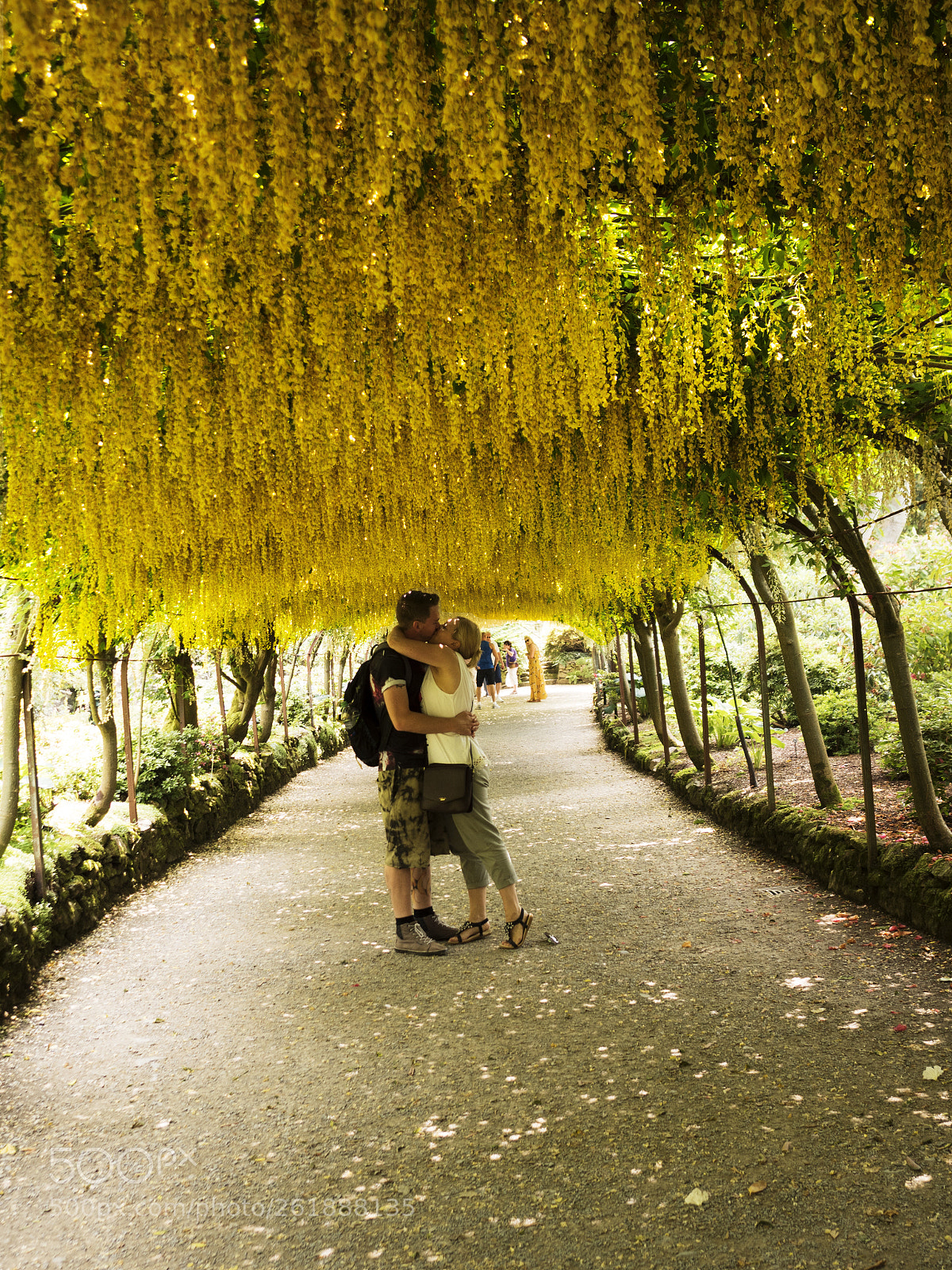 Olympus OM-D E-M5 II sample photo. The laburnum arch photography