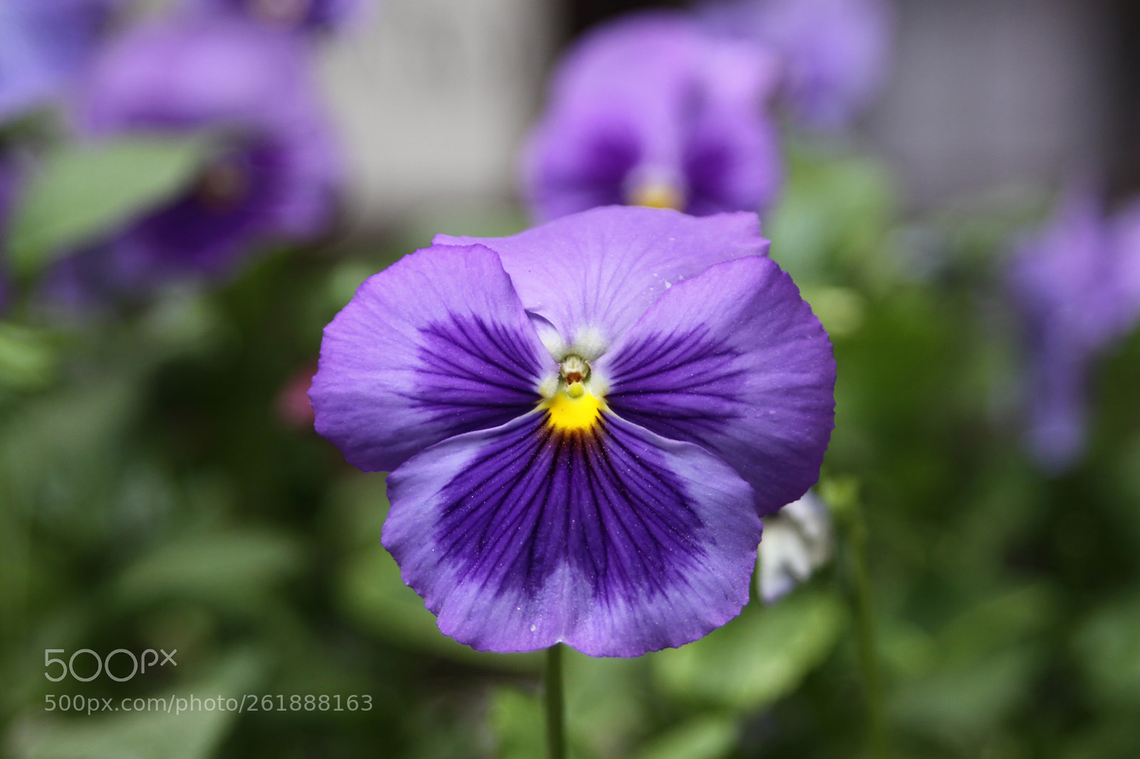 Canon EOS 50D sample photo. Being a pansie photography