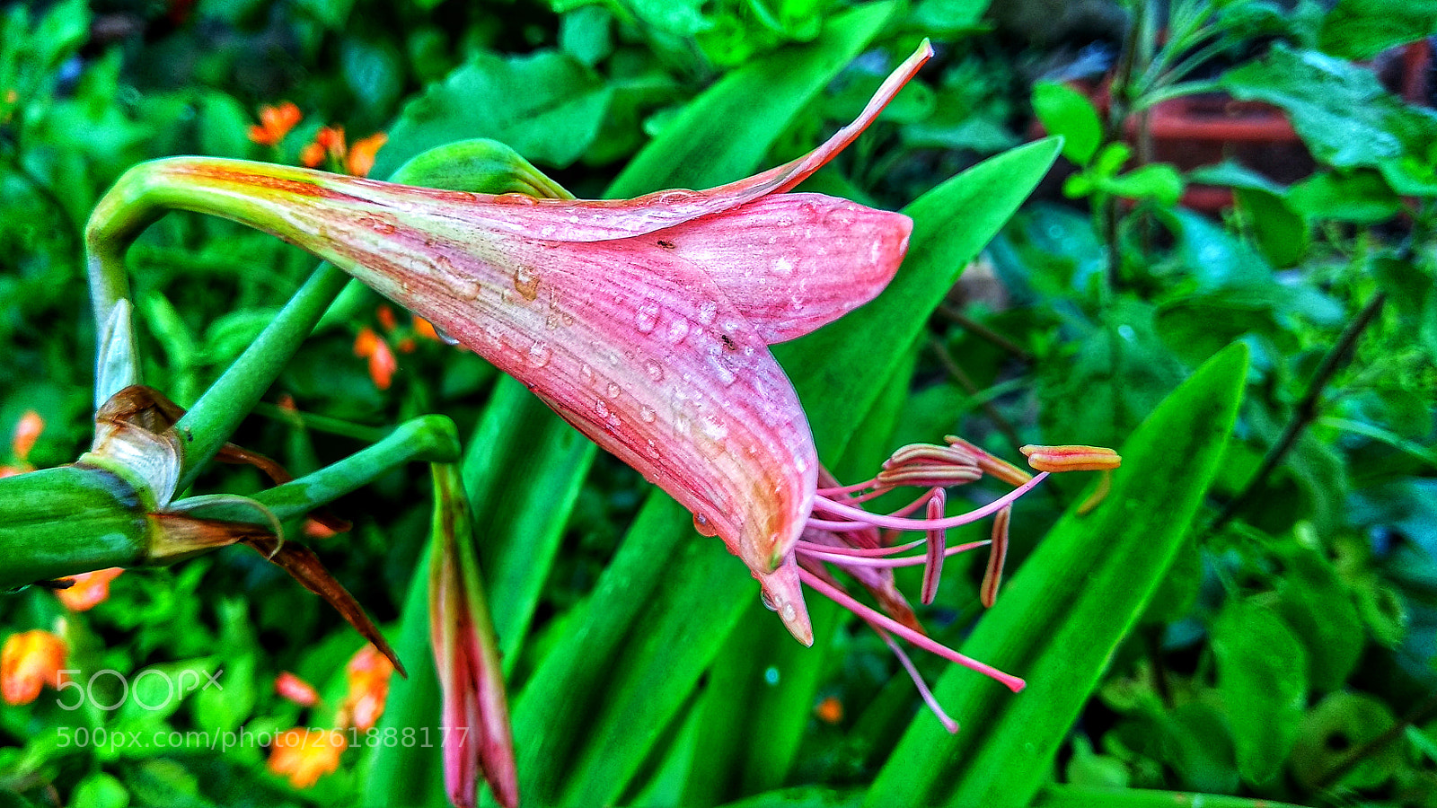 Xiaomi Redmi Note 4 sample photo. Garden flower photography