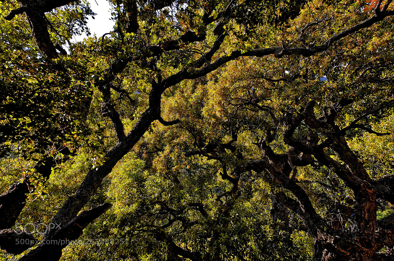 Nikon D7000 sample photo. Forest of esterel photography