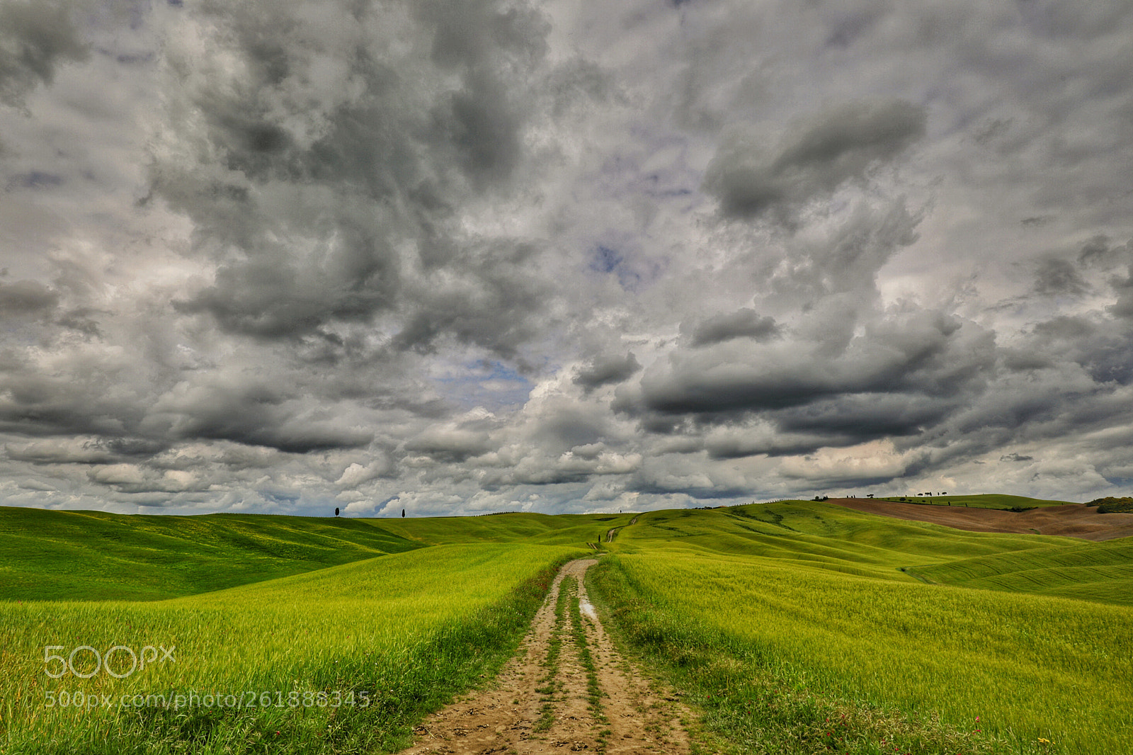Canon EOS 5D Mark IV sample photo. Through the field photography
