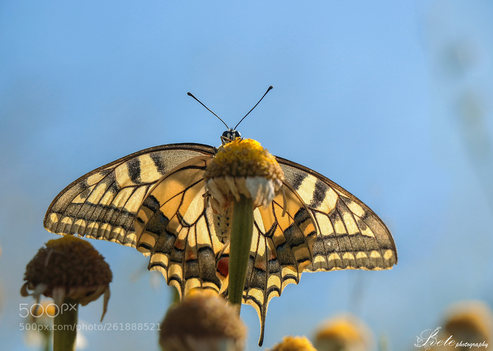 Canon EOS 700D (EOS Rebel T5i / EOS Kiss X7i) sample photo. Swallowtail - papilio machaon photography