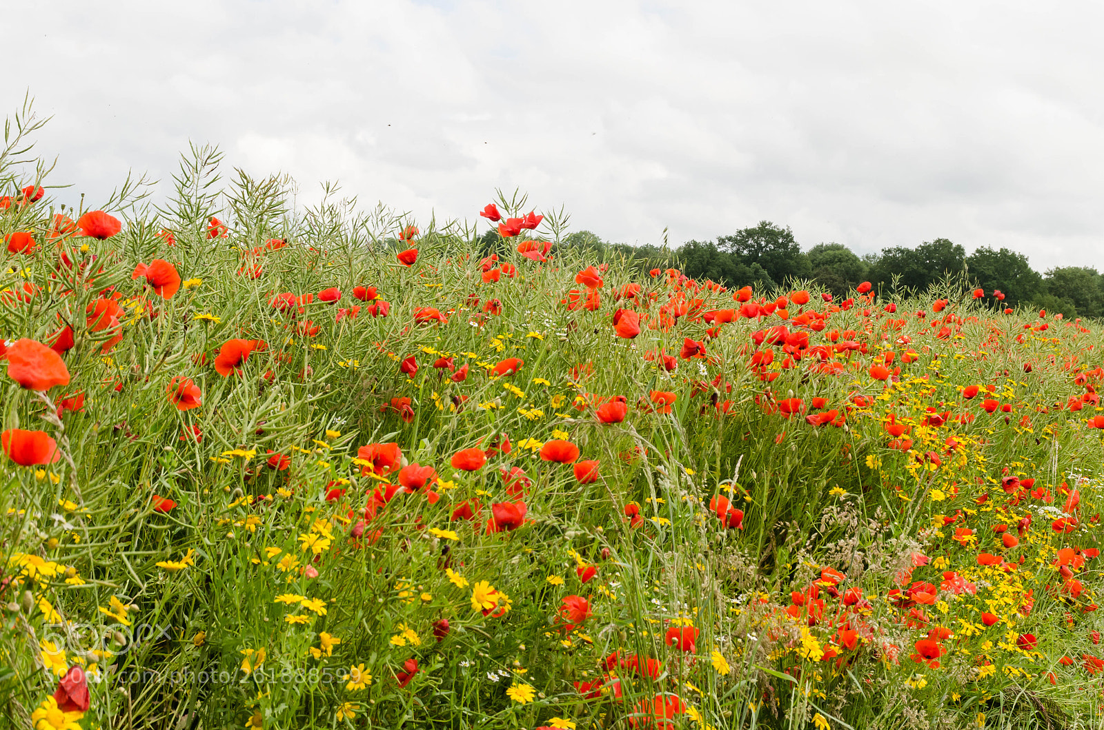 Nikon D7000 sample photo. Balade en campagne normande photography
