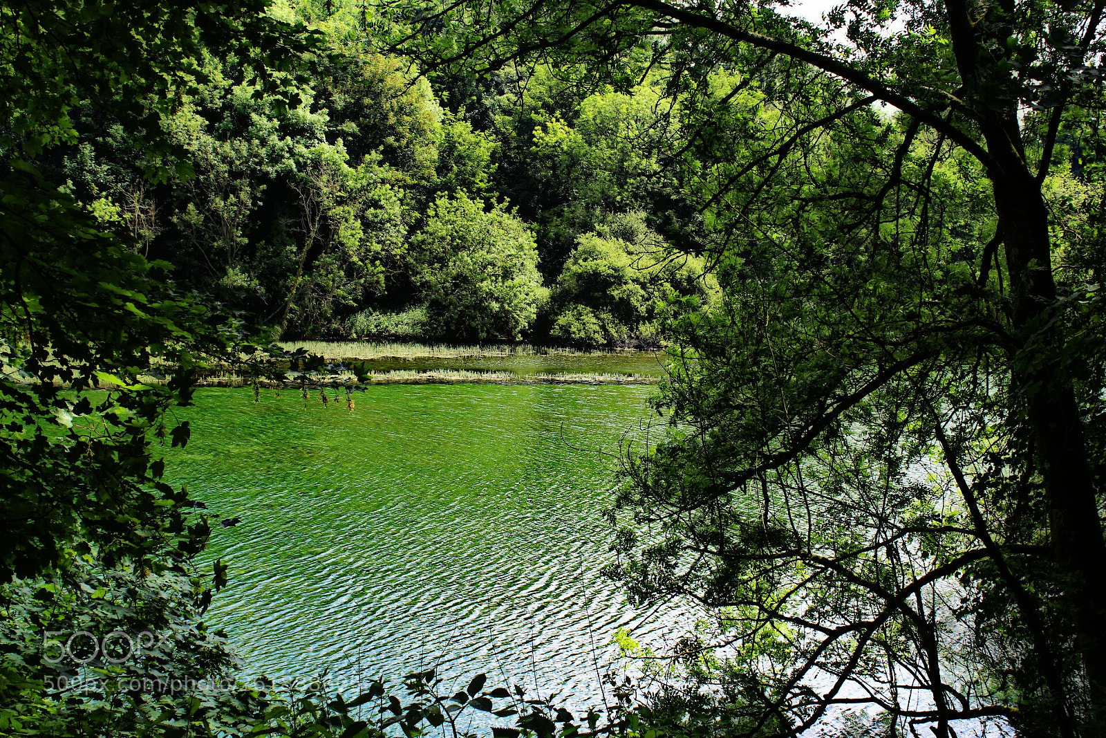 Canon EOS 1300D (EOS Rebel T6 / EOS Kiss X80) sample photo. Swanbourne lake photography