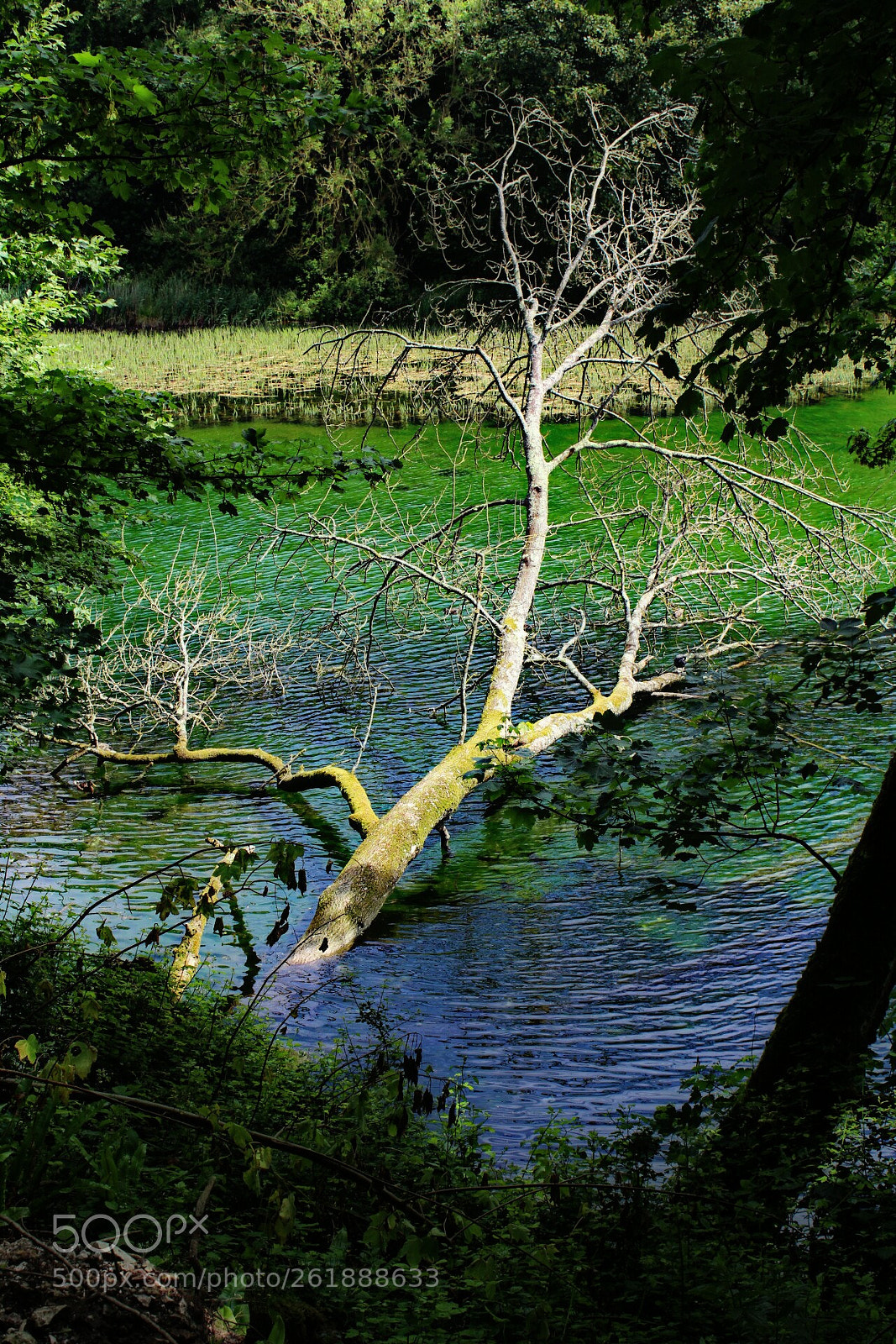 Canon EOS 1300D (EOS Rebel T6 / EOS Kiss X80) sample photo. Swanbourne lake photography