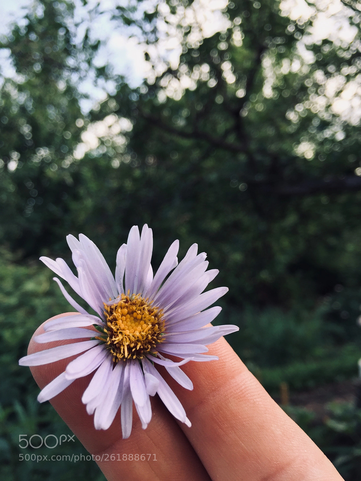 Apple iPhone 6 sample photo. Untitled photography