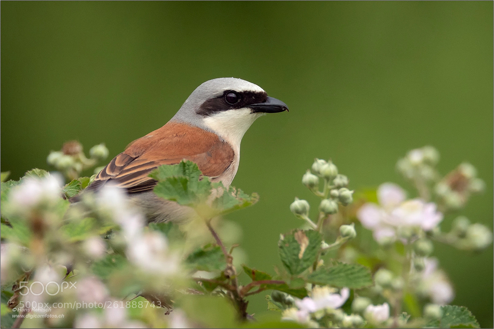 Nikon D5 sample photo. Red-backed shrike photography