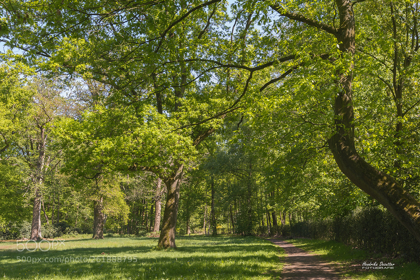 Nikon D800 sample photo. Ryckevelde forest photography