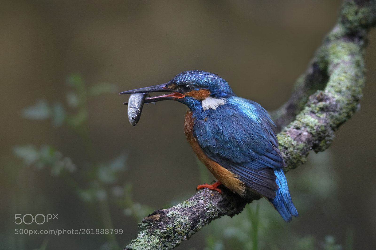 Canon EOS 80D sample photo. Kingfisher and fish photography