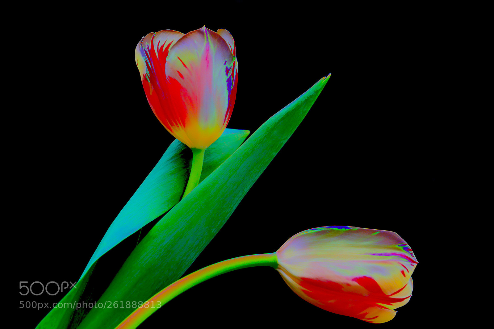 Canon EOS 6D sample photo. Tulips photography