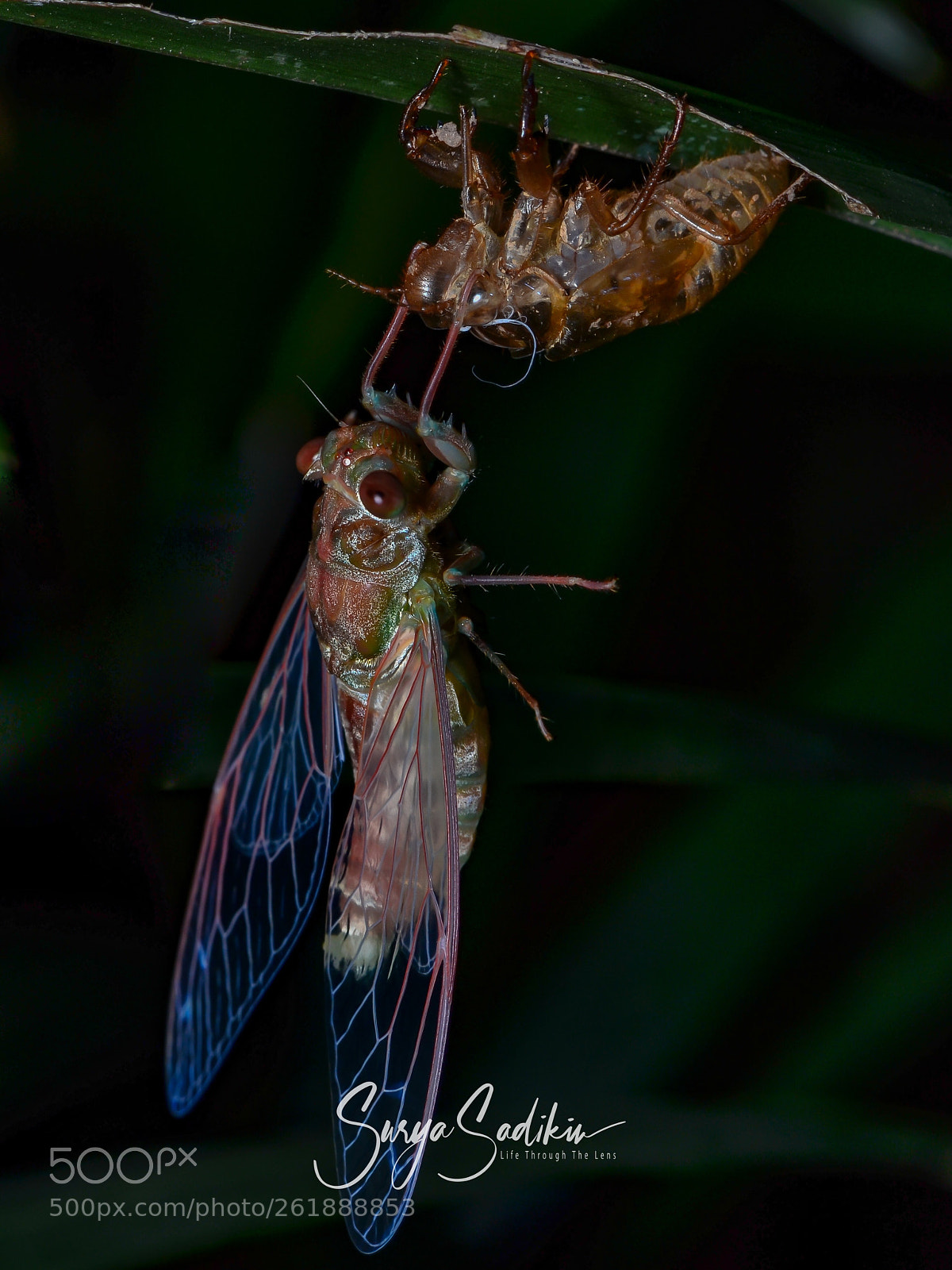 Nikon D7000 sample photo. Molting cicada photography