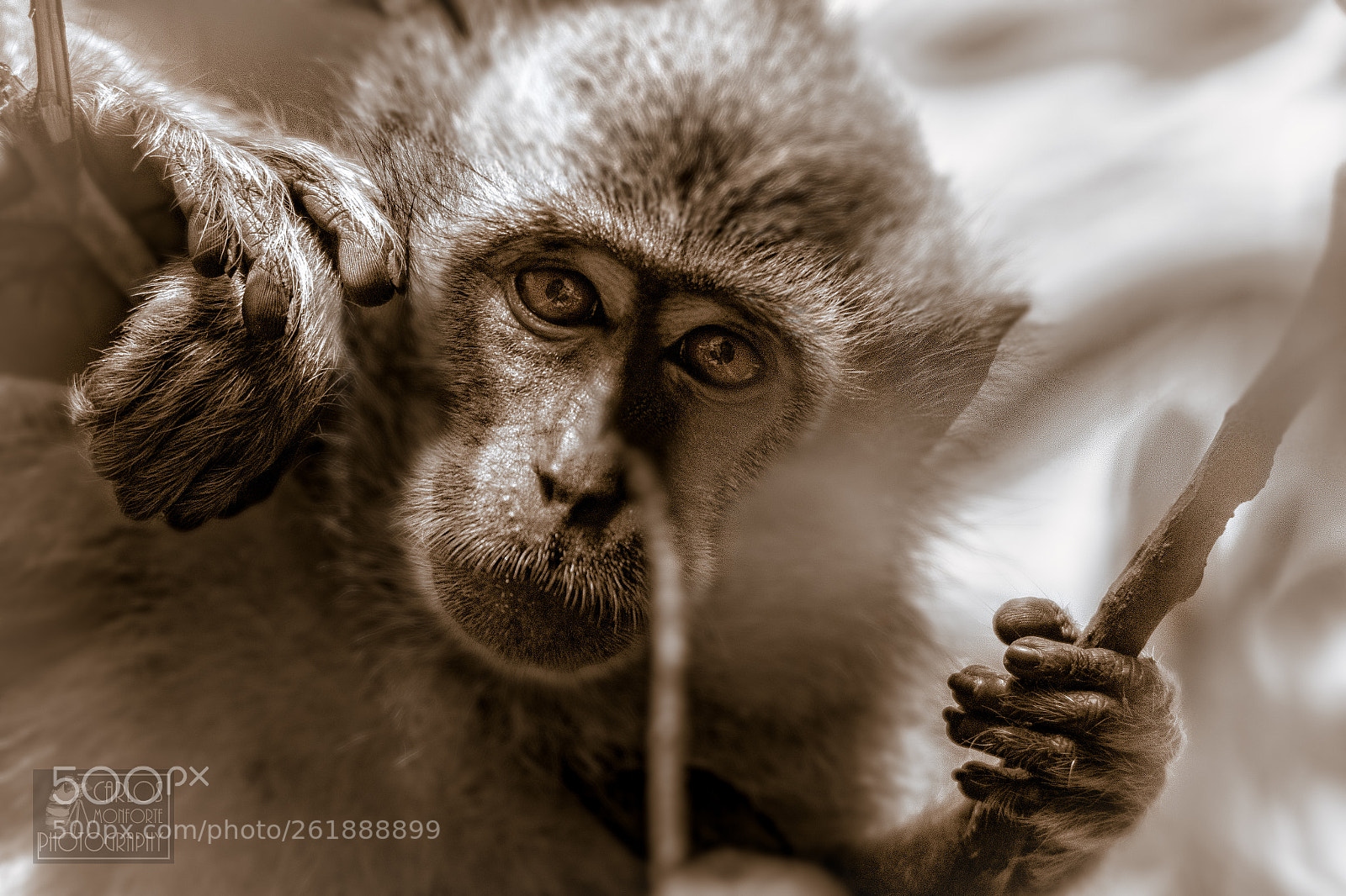 Canon EOS 70D sample photo. Macaque photography