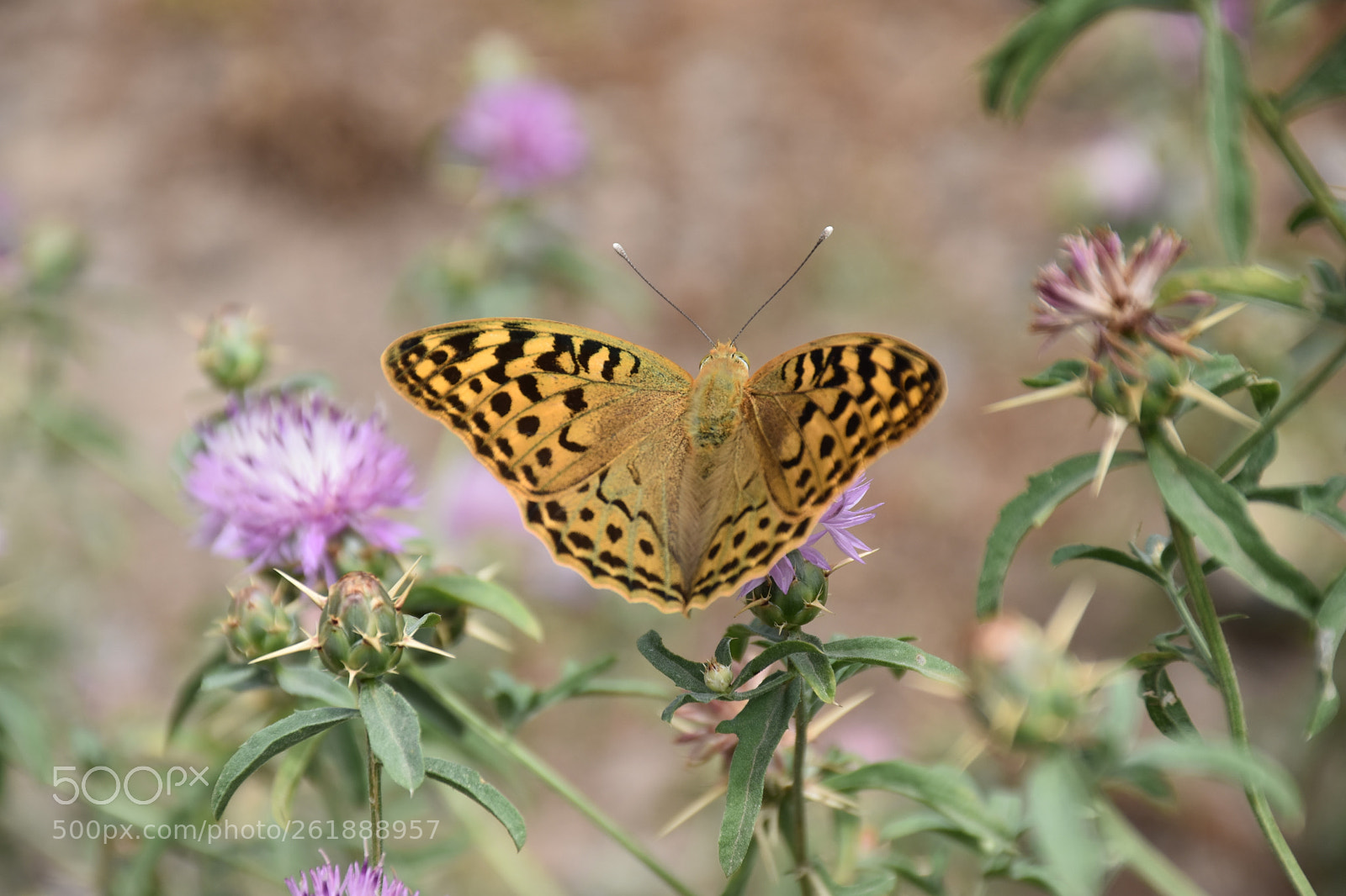 Nikon D5500 sample photo. Untitled photography