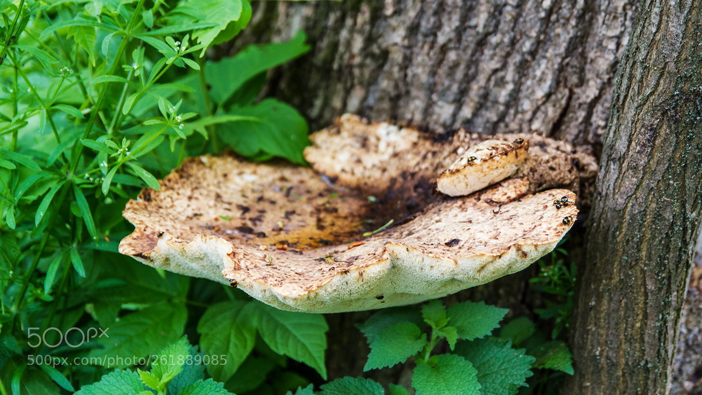 Canon EOS 7D sample photo. Гриб чага photography