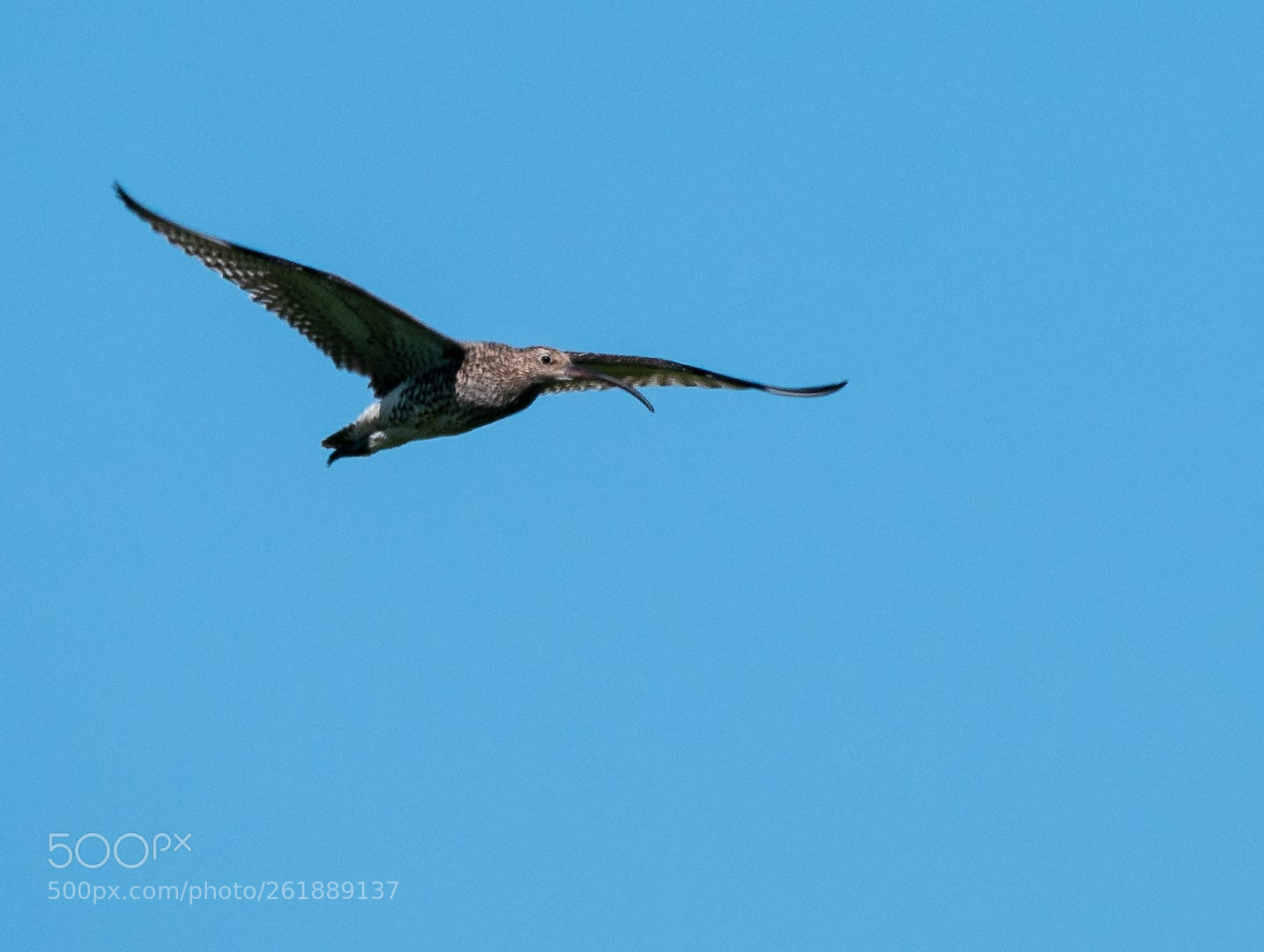 Panasonic Lumix DMC-GX85 (Lumix DMC-GX80 / Lumix DMC-GX7 Mark II) sample photo. Numenius arquata photography
