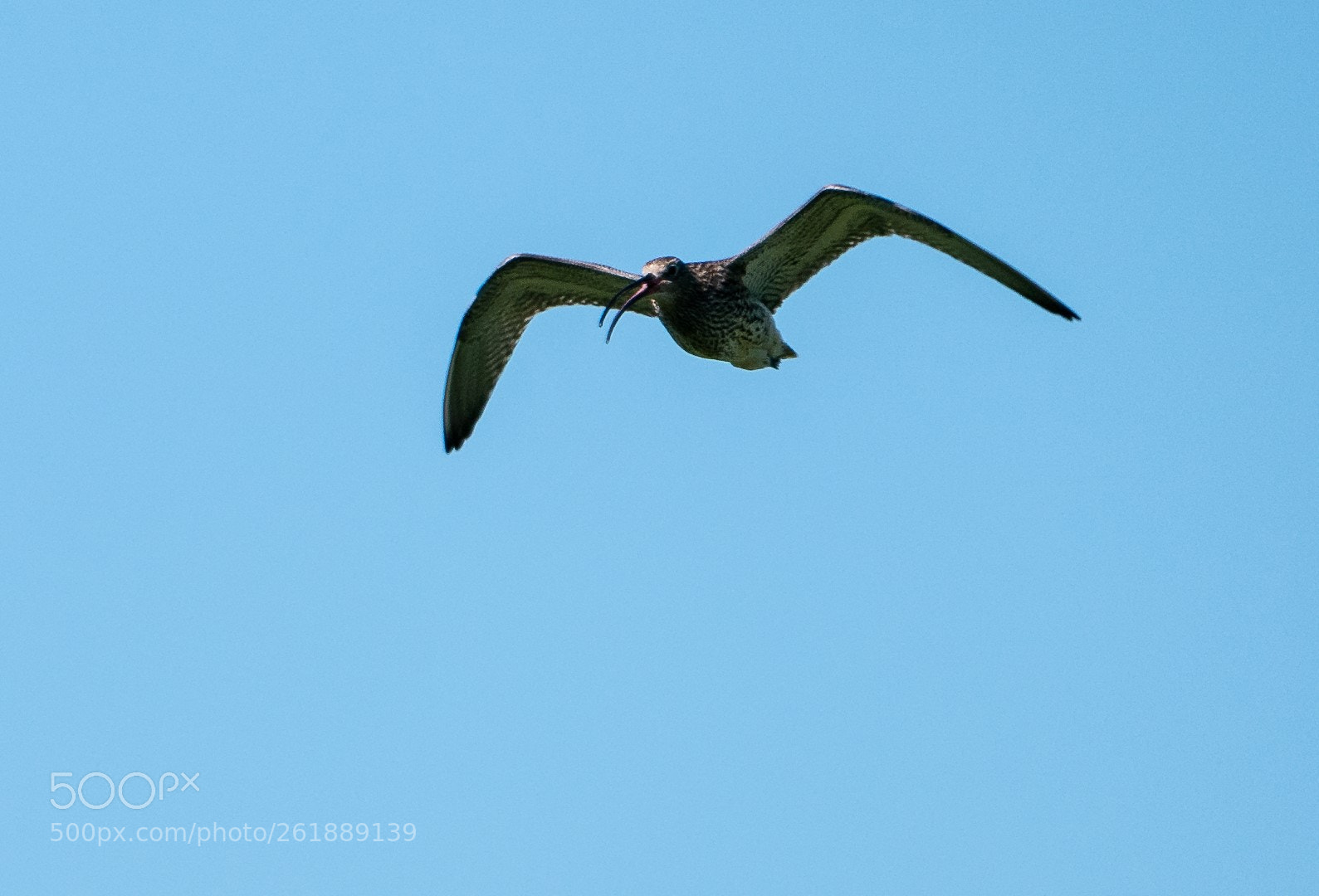 Panasonic Lumix DMC-GX85 (Lumix DMC-GX80 / Lumix DMC-GX7 Mark II) sample photo. Numenius arquata photography